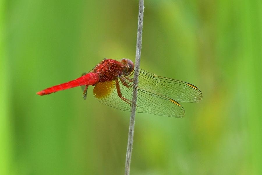 260803ショウジョウトンボ.jpg